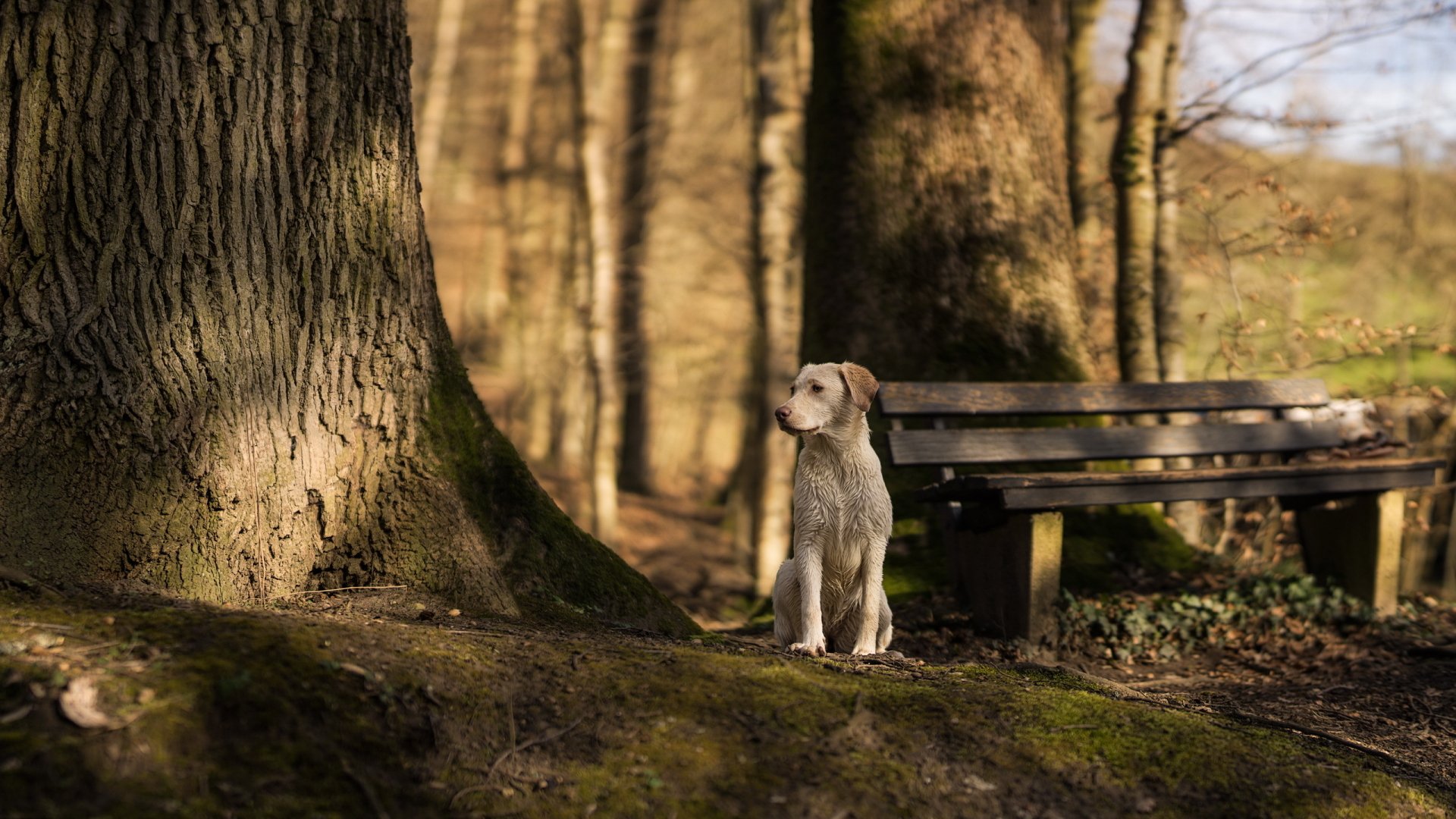 A serene scene featuring a Labrador Retriever sitting calmly near a wooden bench in a forest, surrounded by tall trees and soft sunlight filtering through the leaves.