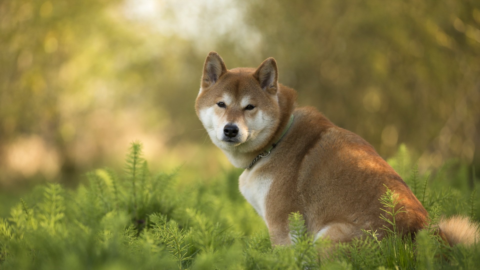 Charming Shiba Inu HD Wallpaper in Nature