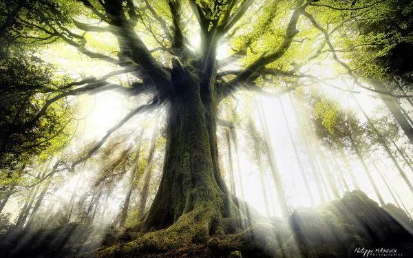 HD wallpaper of a majestic tree with sunbeams filtering through its branches in a serene natural setting.