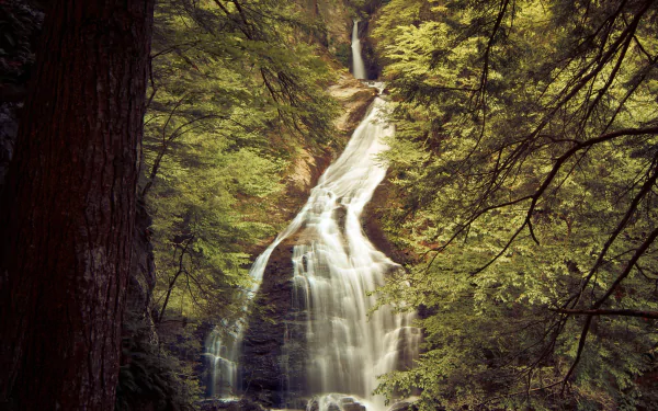 forest nature waterfall HD Desktop Wallpaper | Background Image