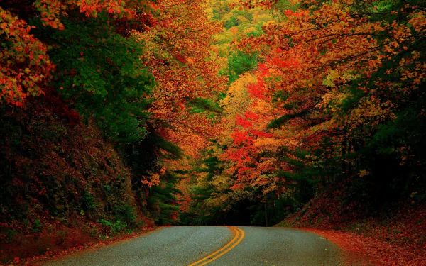 A winding road surrounded by vibrant fall-colored trees in a high-definition photography background for PC desktop wallpaper.