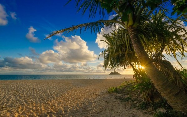 Nature Tropical Tropics Beach Palm Tree Sun Cloud Sand HD Wallpaper | Background Image