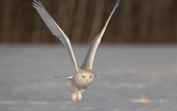 A snowy owl in mid-flight over a snowy landscape, captured in stunning 4K Ultra HD detail for a striking PC desktop wallpaper background.