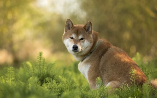 Animal Shiba Inu Dogs Dog HD Wallpaper | Background Image