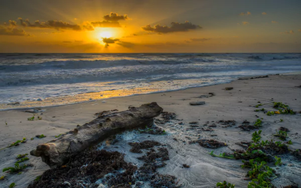 driftwood beach ocean nature sunset HD Desktop Wallpaper | Background Image