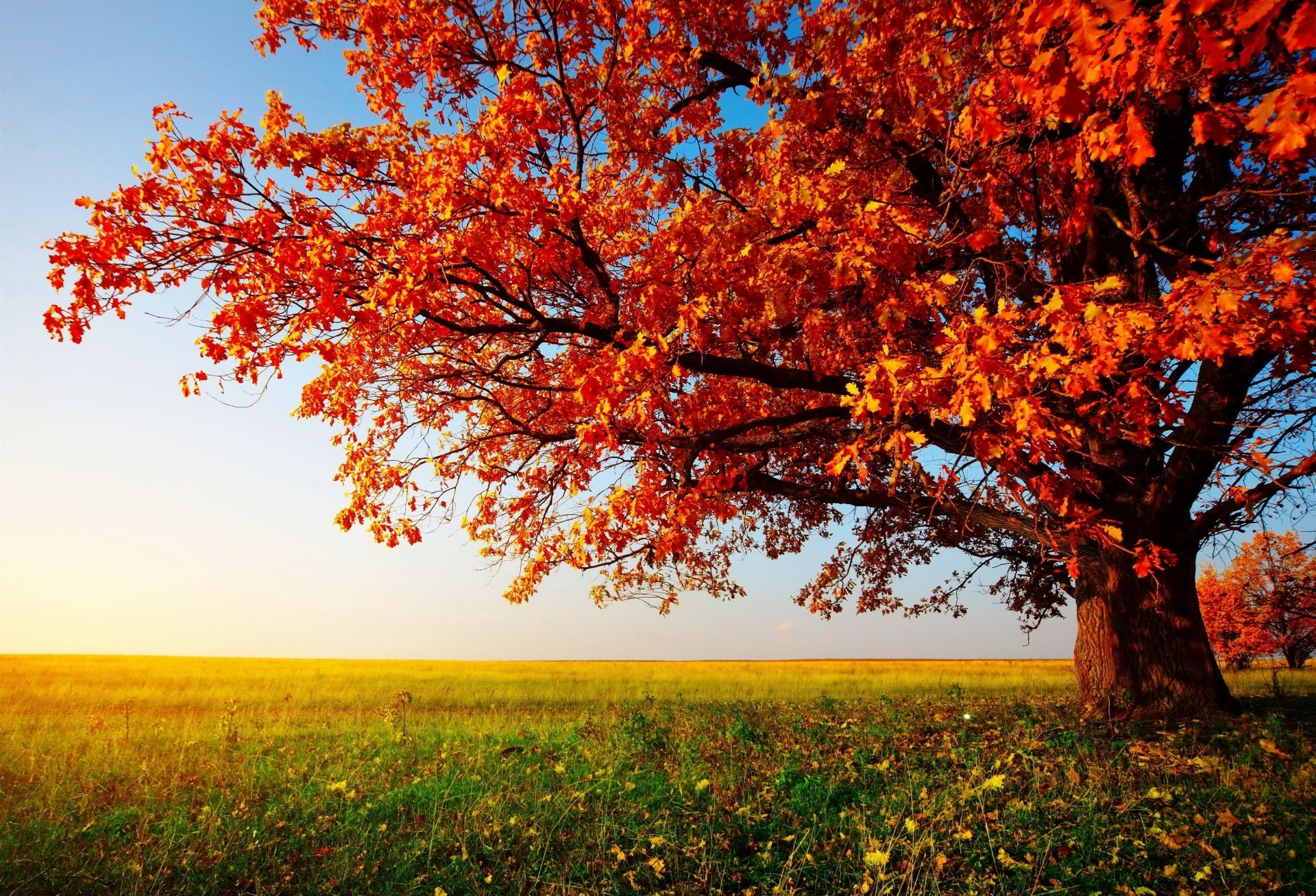 HD wallpaper of a vibrant autumn tree with fiery red leaves in a sunlit field, embodying the essence of fall in nature.