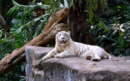 A majestic white tiger rests on a rocky ledge, surrounded by lush greenery, creating a captivating scene for an HD desktop wallpaper and background.