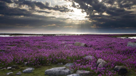 HD desktop wallpaper featuring a vast lavender field under a dramatic cloudy sky, capturing the serene beauty of nature with vibrant purple hues and scattered rocks.