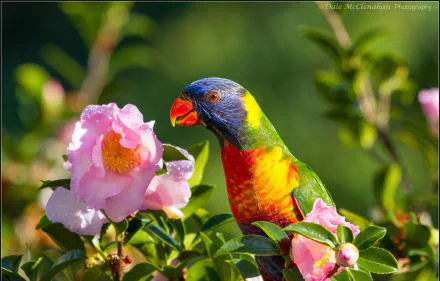 A vibrant rainbow lorikeet perches among blooming flowers, showcasing its colorful plumage in this HD desktop wallpaper.