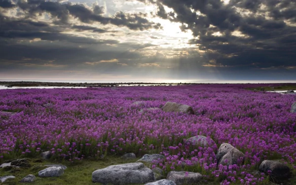 nature lavender HD Desktop Wallpaper | Background Image