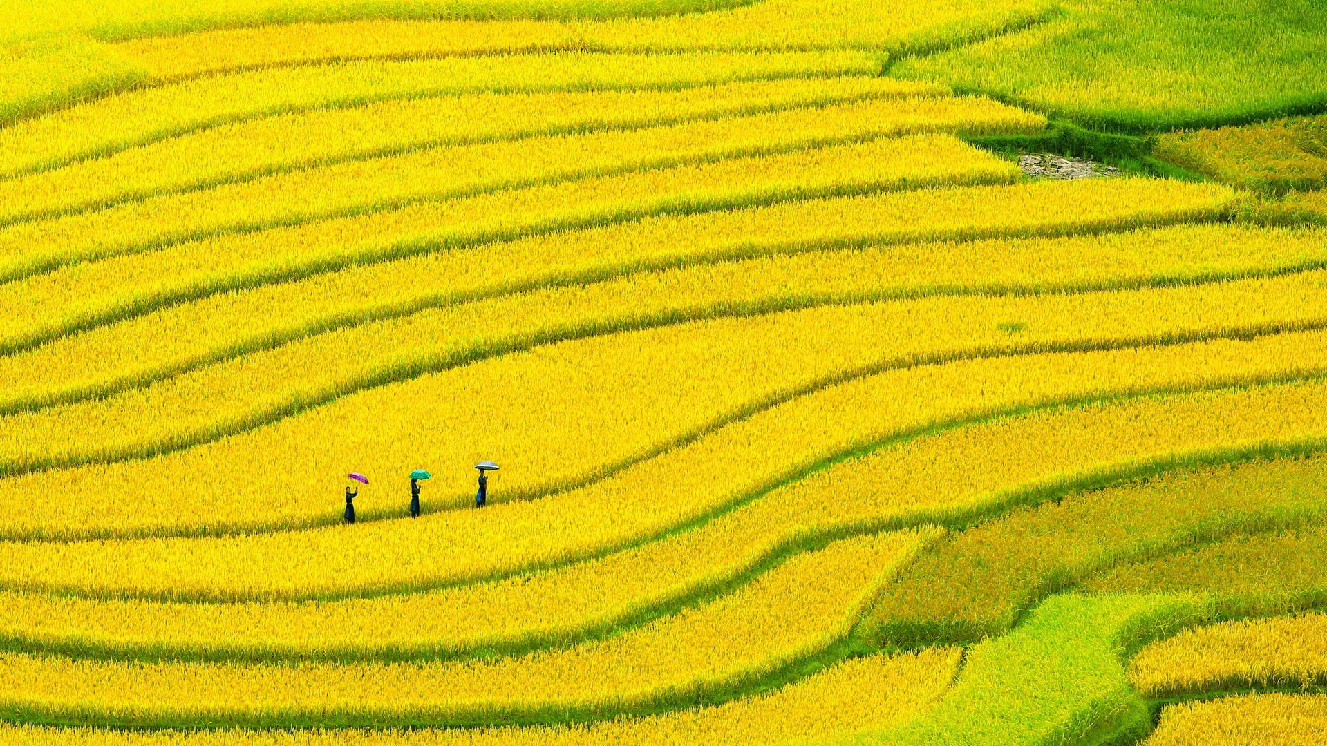 Rice Terrace Full HD Wallpaper and Background Image | 1920x1080 | ID:544190