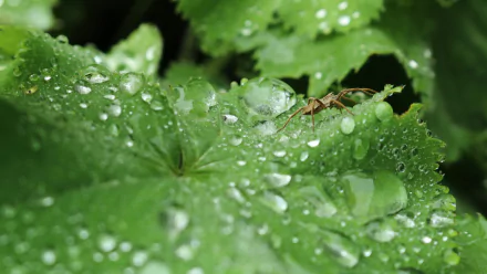  Spider waiting for victims