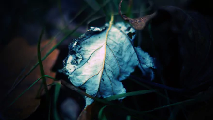 nature leaf HD Desktop Wallpaper | Background Image