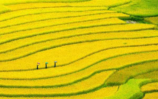 man made rice terrace HD Desktop Wallpaper | Background Image
