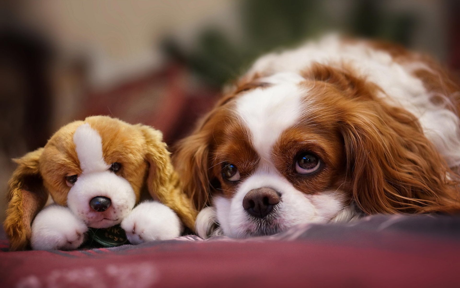 HD desktop wallpaper featuring a King Charles Spaniel lying next to a matching stuffed animal dog on a soft surface with a blurred background.
