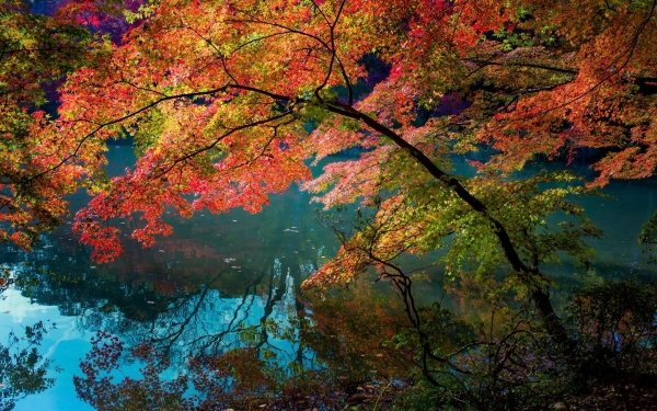 Nature Fall Creek Tree Branch Leaf HD Wallpaper | Background Image
