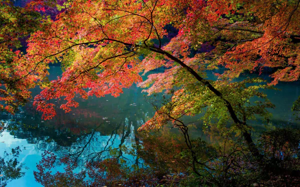 Vibrant fall leaves on a tree branch arch over a serene creek, showcasing nature's autumn colors in this HD PC desktop wallpaper.