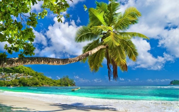 Earth Beach Palm Tree Sand Tropics HD Wallpaper | Background Image