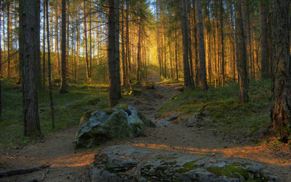 Sunlit pine forest path winding past mossy rocks and tall tree trunks, warm rays filtering through — nature, forest HD PC desktop wallpaper and background.