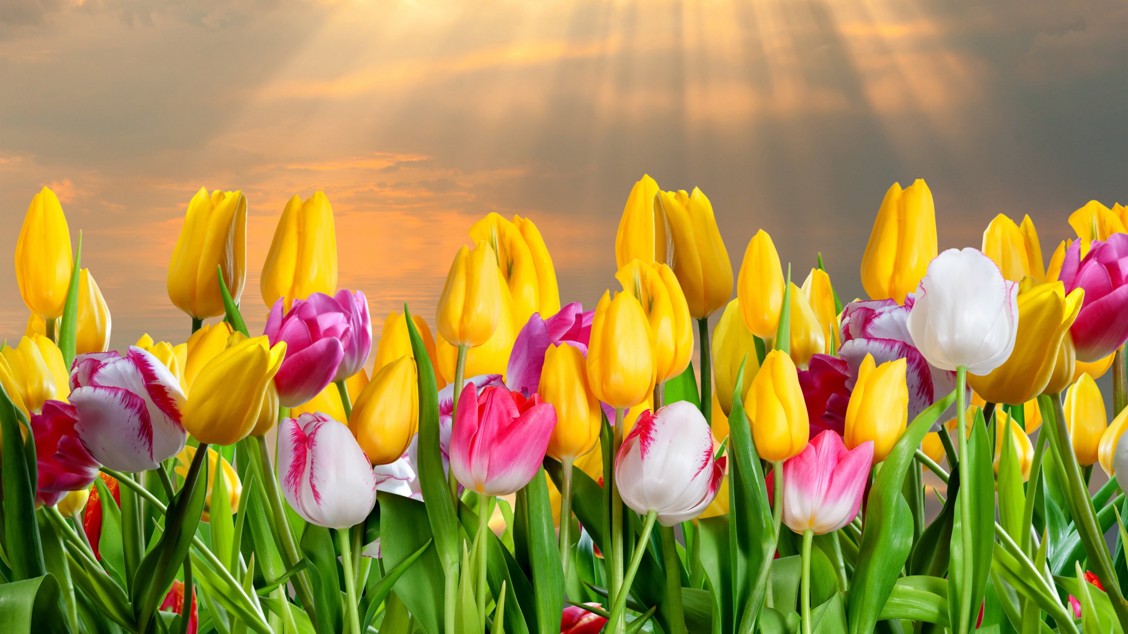 tulip 4k Ultra HD Wallpaper and Background Image | 3840x2160 | ID:546459