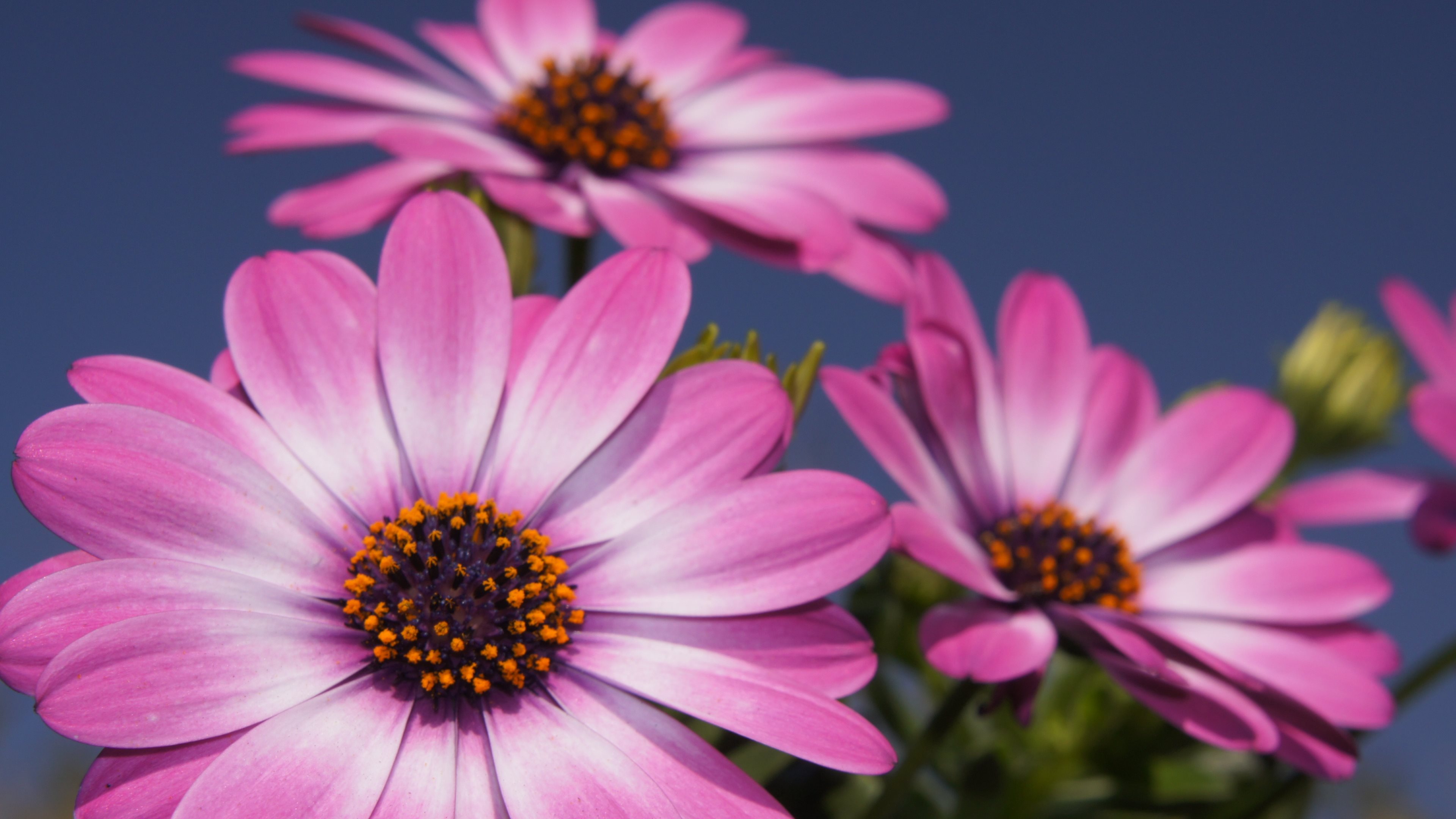 Download Nature Daisy 4k Ultra HD Wallpaper