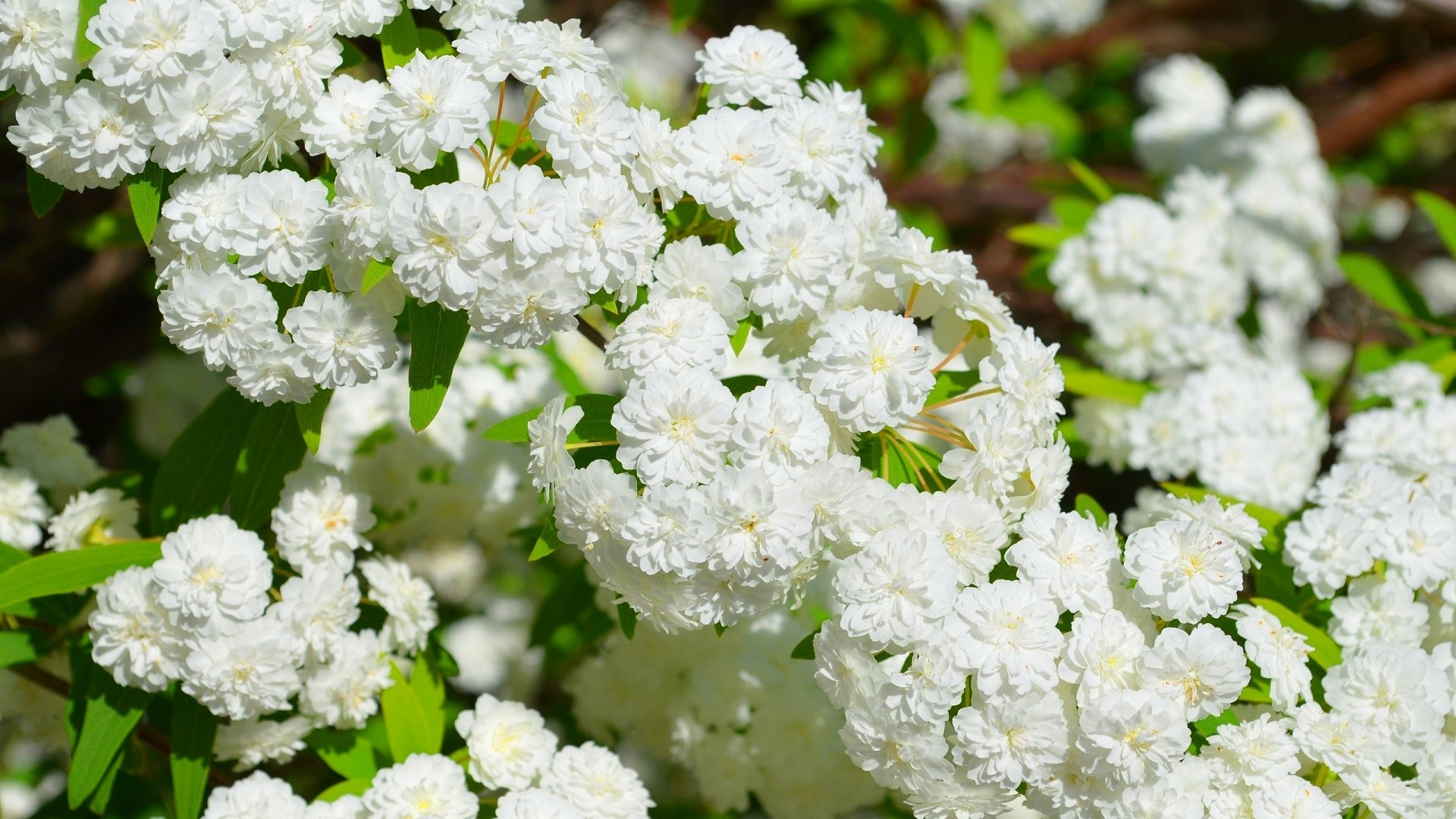 Close-up of a blooming spiraea bush with clusters of white flowers from the Rosaceae family, set against a natural outdoor background, captured in HD quality.