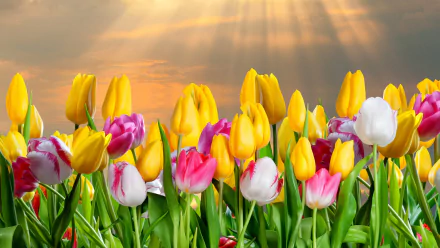 A vibrant display of yellow, pink, and white tulips basking in sunshine, set against a radiant sky, creating a stunning nature wallpaper.