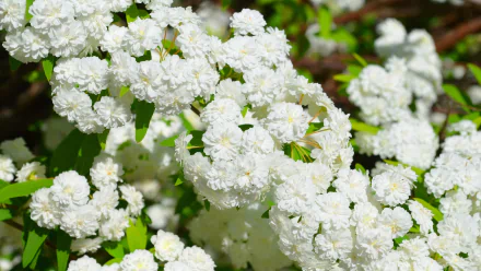 Close-up of a blooming spiraea bush with clusters of white flowers from the Rosaceae family, set against a natural outdoor background, captured in HD quality.