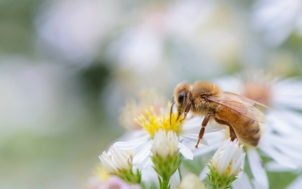 Animal Bee Insects Daisy Macro HD Wallpaper | Background Image