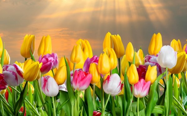 Tierra/Naturaleza Tulipán Flores Flor Yellow Flower Colores Sunshine Fondo de pantalla HD | Fondo de Escritorio