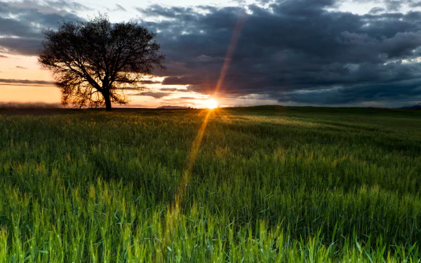 nature sunrise HD Desktop Wallpaper | Background Image