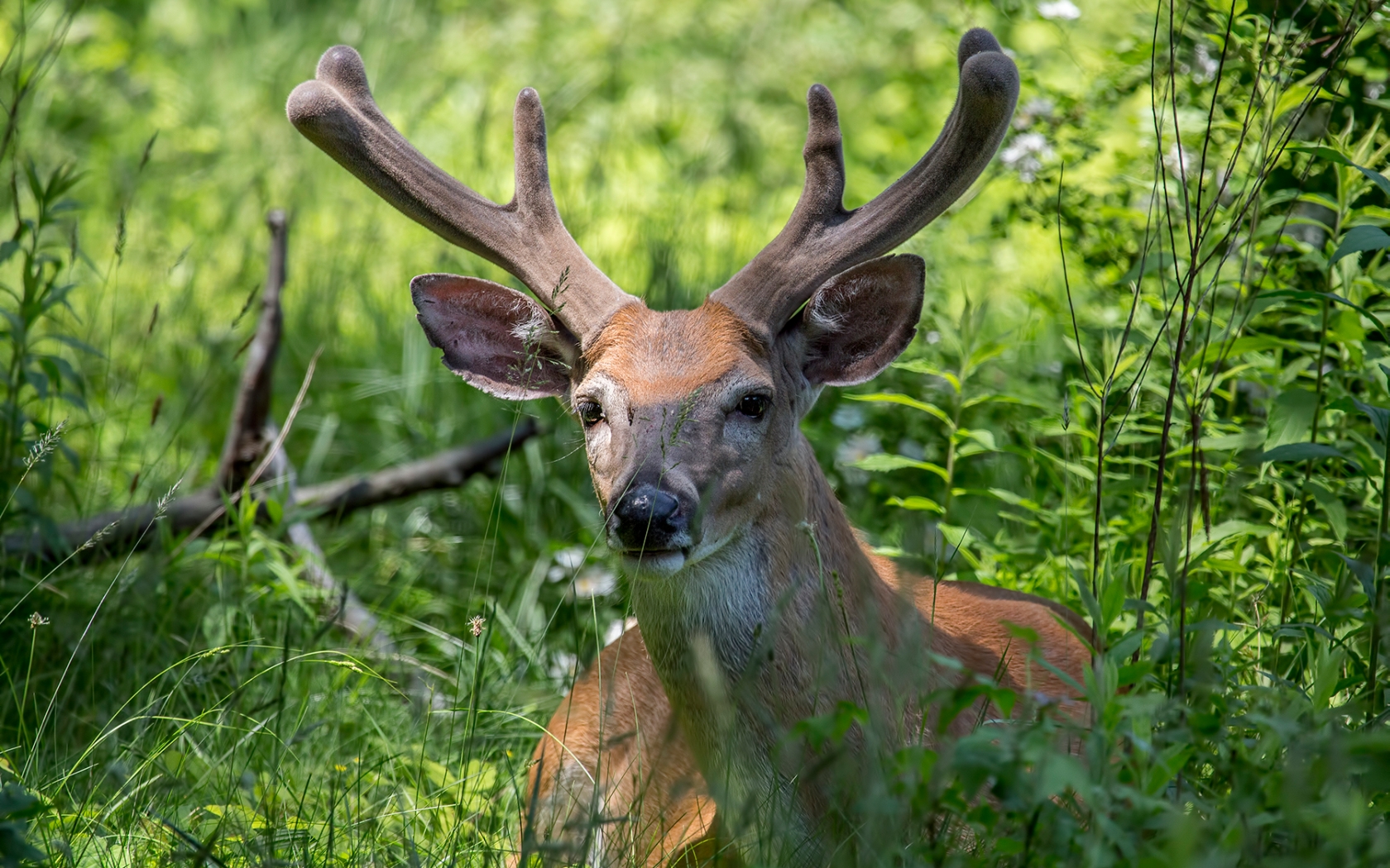 Рога оленя. Панты рога оленя. Олень с пантами 5 букв. Олень с красивыми рогами. Олень портрет.