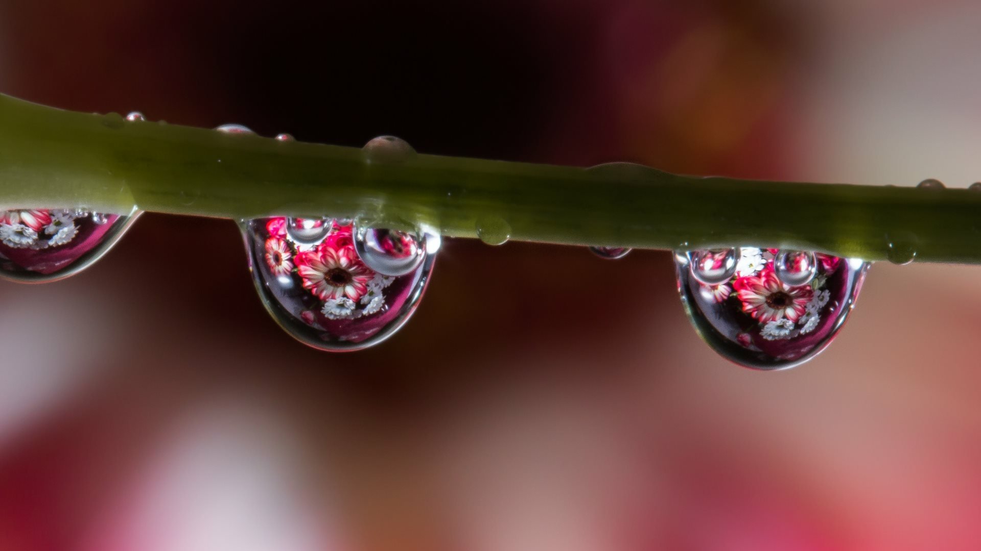 Download Nature Water Drop HD Wallpaper