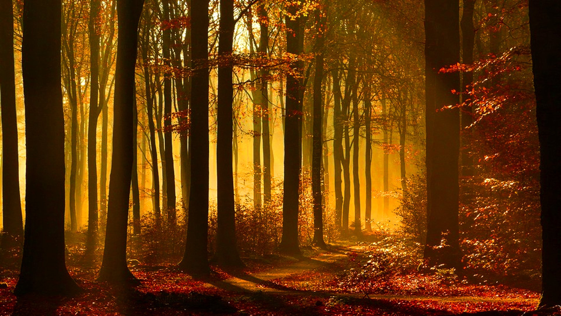 Волшебный осенний лес