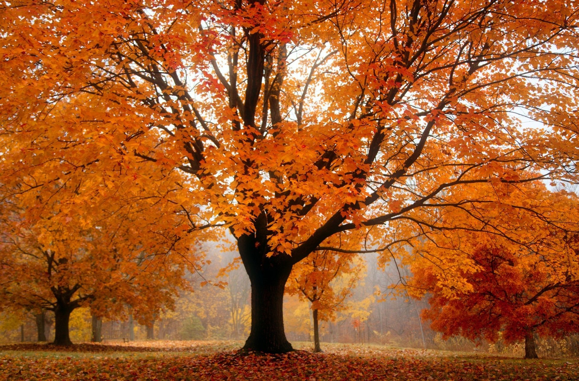 Download Wood Park Tree Nature Fall HD Wallpaper