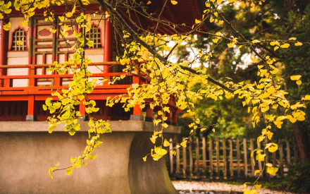 man made Golden Gate Park HD Desktop Wallpaper | Background Image