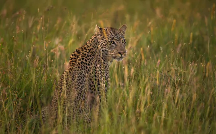 grass savanna Animal leopard HD Desktop Wallpaper | Background Image