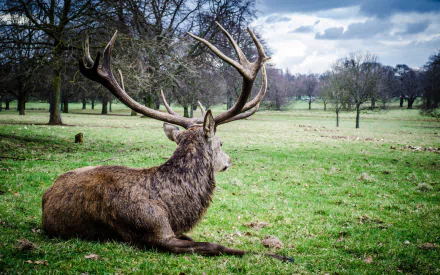 HD PC desktop wallpaper showing an elk (animal) with large antlers lying on grass in a park-like field under a cloudy sky.