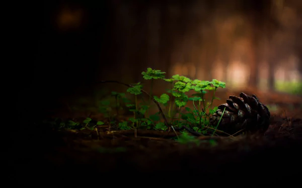 Macro twilight forest close-up: green grass and clover beside a pine cone on a mossy floor with soft bokeh — HD PC desktop wallpaper/background.