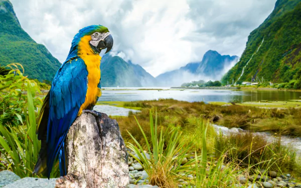 A vibrant blue-and-yellow macaw perches on a rock beside a misty river, framed by majestic mountains and foggy skies, creating a serene and captivating natural scene.