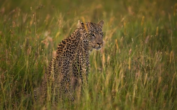 Animal Leopard Cats Savannah Grass HD Wallpaper | Background Image
