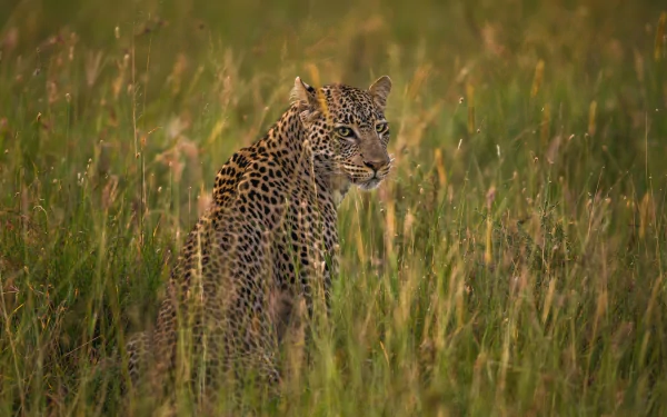 HD PC desktop wallpaper and background: a leopard in tall savanna grass, the wild animal blending into a golden-green landscape.