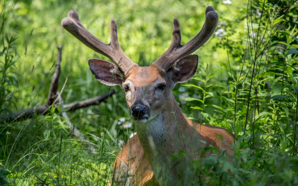 Animal reindeer HD Desktop Wallpaper | Background Image