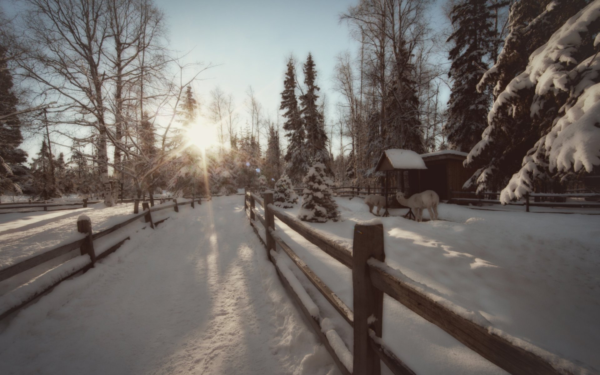 Download Animal Alpaca HD Wallpaper