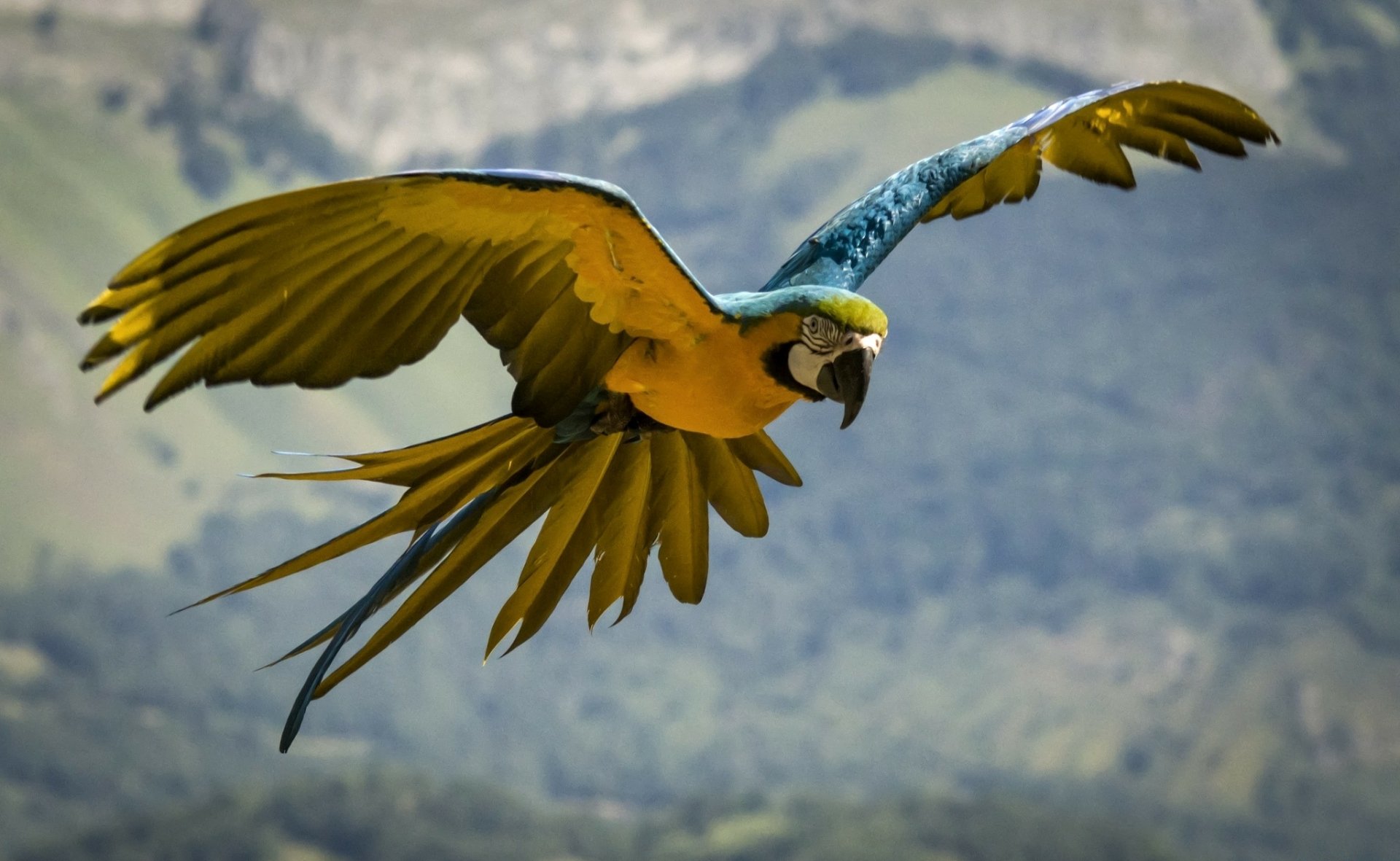 Blue-and-yellow Macaw in flight against a blurred natural background, captured in high definition for a vibrant PC desktop wallpaper.