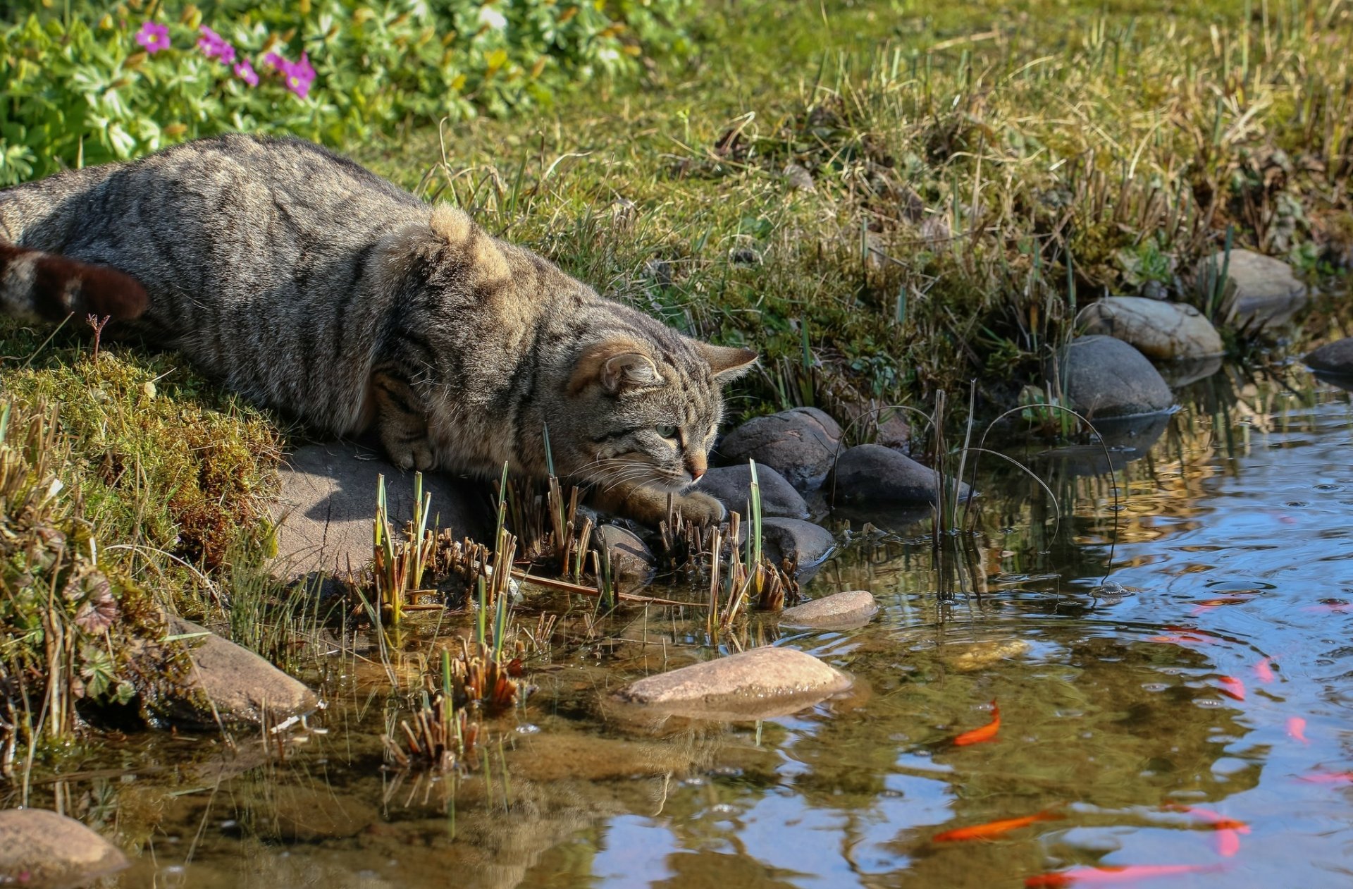 A cat intently watches colorful fish swimming near the edge of a pond, captured in an HD desktop wallpaper showcasing nature and animals.