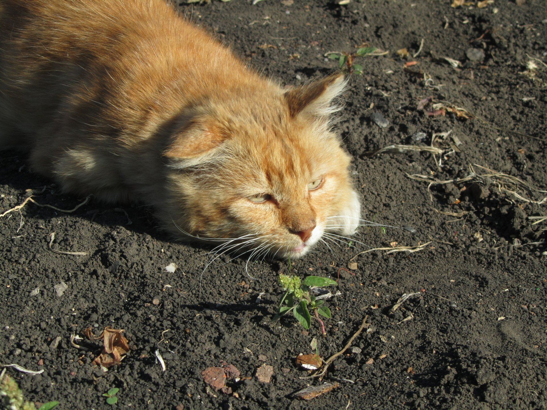4K Ultra HD PC desktop wallpaper/background — animal: ginger cat with squinted eyes resting on bare soil, sunlit fur and whiskers against a dark, earthy ground.