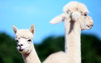 54 Alpaca HD Wallpapers | Background Images - Wallpaper Abyss