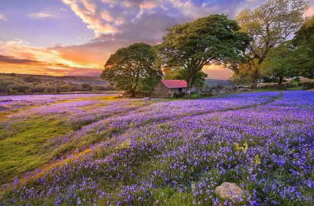 tree nature meadow HD Desktop Wallpaper | Background Image