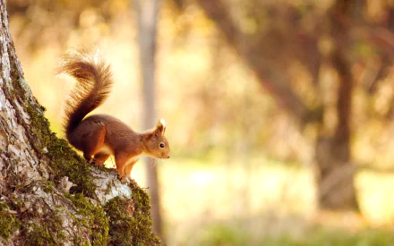 sunlight trunk Animal squirrel HD Desktop Wallpaper | Background Image